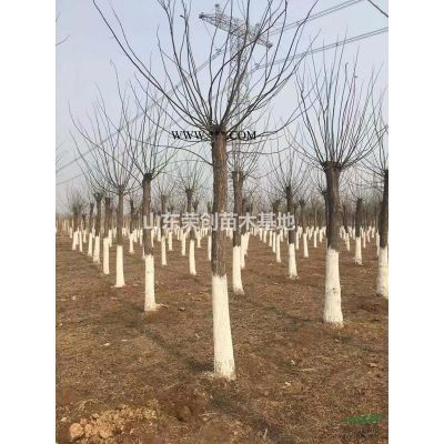 20公分白蠟 山東白蠟 可供*白蠟