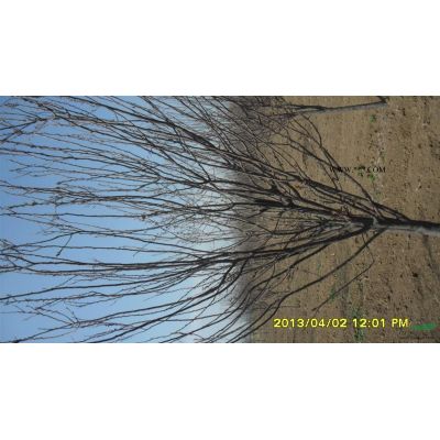 山東白蠟，山東白蠟種植銷售，白蠟價格，泰安本昌櫻花苗木基地