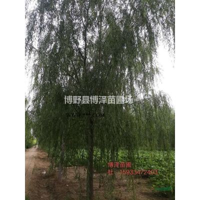 白蠟10公分上貨價格，【博澤苗圃】苗木專業(yè)合作社