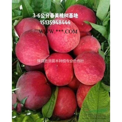 胸徑150公分國(guó)槐價(jià)格_胸徑150公分龍爪槐價(jià)格供應(yīng)_山西地