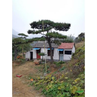 山東造型松、景觀松、油松、黑松、樟子松、白皮松、泰山松