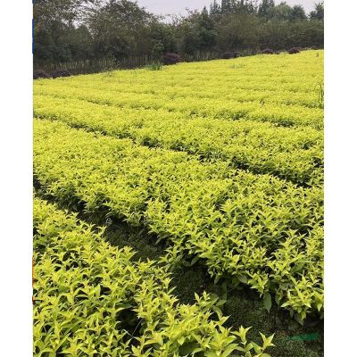 紅花雙色杯美女櫻花基地，美女櫻價格