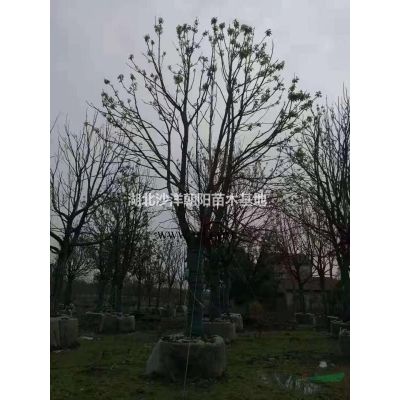 湖北荊門樸樹19-40公分，樹形優美，假植苗
