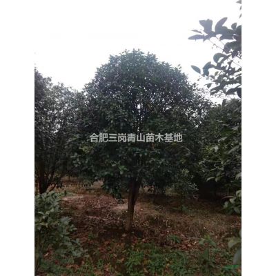 烏桕叢生小苗出售
