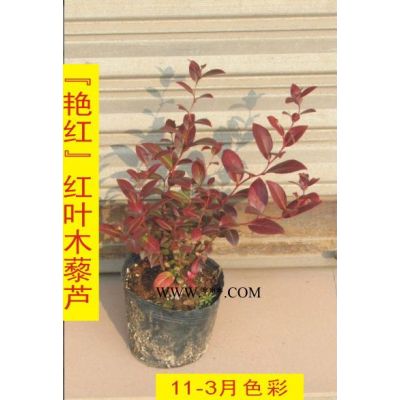 向江南地區(qū)*常綠錦緞合歡的可行性報(bào)告
