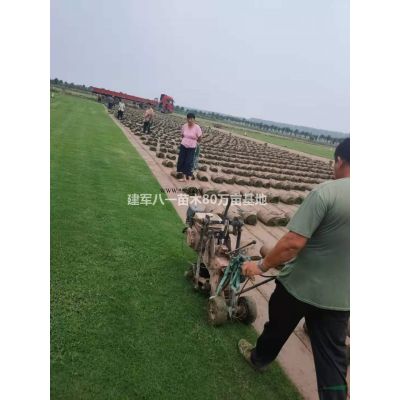 江蘇垂絲海棠信息