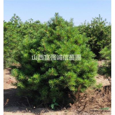 1米白皮松.山西白皮松.占地白皮松.1.5米白皮松.2米白皮松.3米白皮松.白皮松價(jià)格