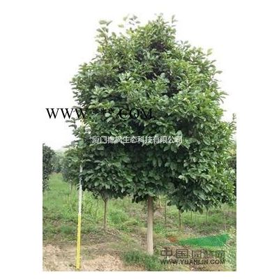 供應櫻花 櫻花價格 櫻花報價 櫻花行情 櫻花信息 櫻花動態(tài)
