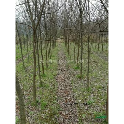 烏桕基地