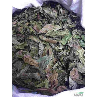 供應(yīng)優(yōu)質(zhì)楓香苗6-8公分 江西楓香苗哪里買 楓香苗價(jià)格