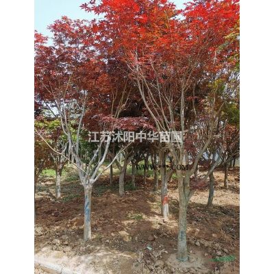 苦楝.火炬.白蠟.刺槐.國槐.法桐.銀杏.黑松.爬地柏.沙地