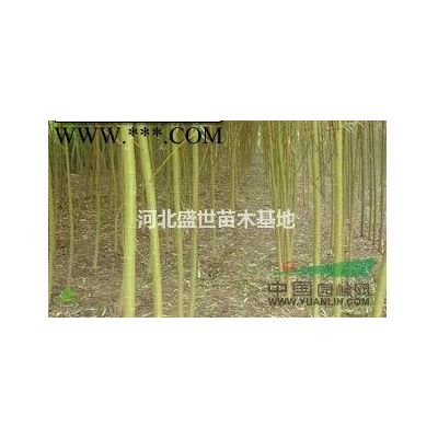 白蠟種植基地 專業種植優質的白蠟