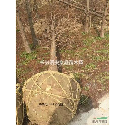 浙江長興供應原生/拼植30-40-50-60叢生榔榆3-8桿