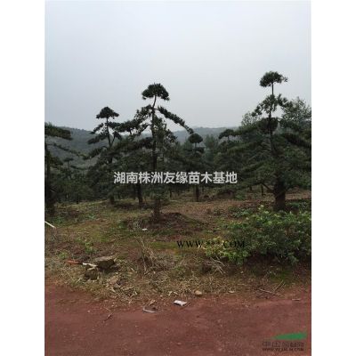 湖南刺槐、刺槐價(jià)格、龍爪槐、國槐、黃花槐