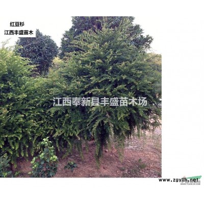 供應(yīng)色塊苗、地被苗、金邊黃楊、金葉女貞、春鵑、夏菊、時花