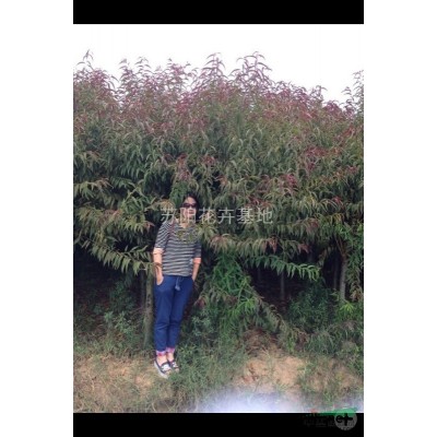 江蘇金森女貞介紹