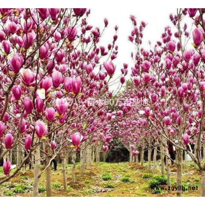 2米徑球大葉黃楊供應(yīng)/2米徑球大葉黃楊圖片