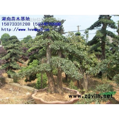 茶花 茶花價(jià)格 *新茶花報(bào)價(jià) 湖南澤云苗木合作社