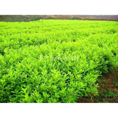 山茶花，茶花，四川茶花，成都茶花，茶花球，高桿茶花。
