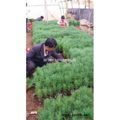 供應茶花 茶花價格 茶花行情 茶花報價 茶花信息 茶花動態(tài)