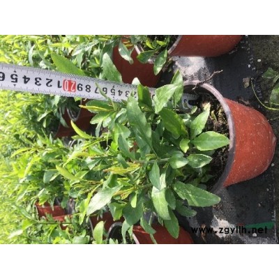 女貞造型制作商，金葉女貞造型產地在直供，女貞造型定制