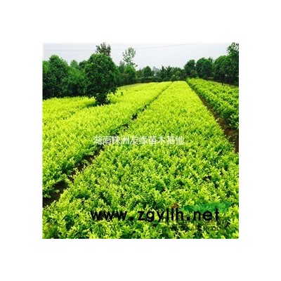 湖南茶花、供應(yīng)湖南茶花茶梅、七心茶花球價(jià)格、高桿茶花報(bào)價(jià)
