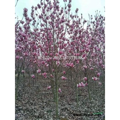 茶花供應，高度1.5~2米5，大小規格都有