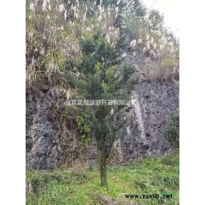 牡丹茶、七星茶、十八學士等300多種茶花苗木供應