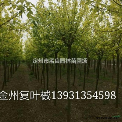河北供應金葉女貞規(guī)格*