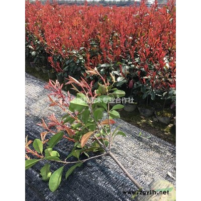 2020年金森女貞價格表多少錢一棵 金華金森女貞小杯苗批發(fā)價