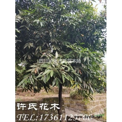 茶花，四川茶花，山茶花，高桿茶花，精品茶花，叢生茶花