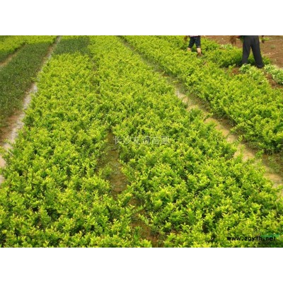 供應(yīng)茶花球，湖南茶花球，茶花球價(jià)格