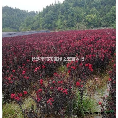 湖南山茶花 價格  高度160cm地徑4—5公分 自產自銷
