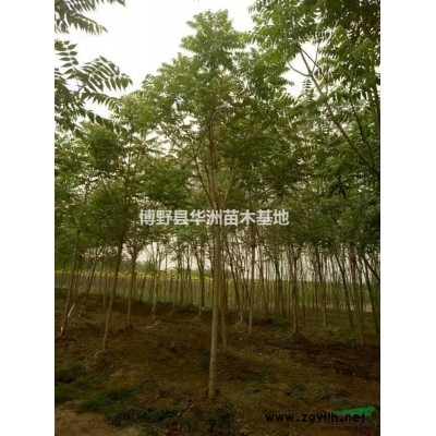 河北保定金葉女貞
