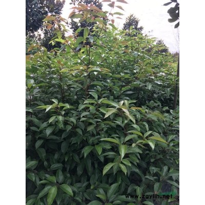 長期供應(yīng)各種規(guī)格茶花苗、茶花球