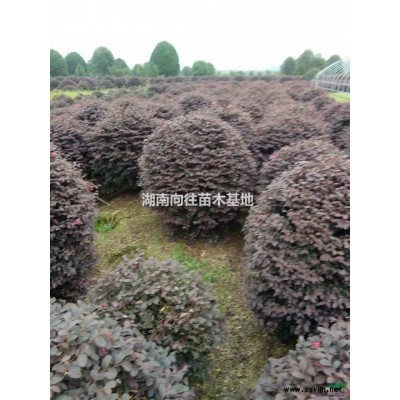 金葉女貞小苗報(bào)價(jià)，金葉女貞杯苗*新價(jià)格，金葉女貞產(chǎn)地直銷