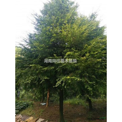 茶花樹報(bào)價(jià)，茶花球直銷，茶花*新價(jià)格，茶花樹產(chǎn)地直銷