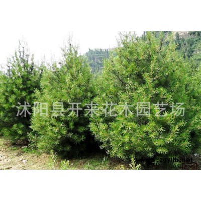 低價(jià)批發(fā)  白皮松種子