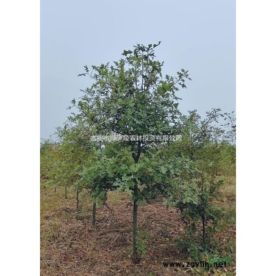 大量供應各種規格茶花，樹形好種類*。歡迎有意者咨詢。