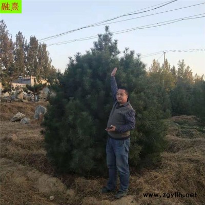 融熹園藝 白皮松基地 道路綠化 4米白皮松 現(xiàn)場(chǎng)選樹(shù)  3米白皮松 3.5米白皮松