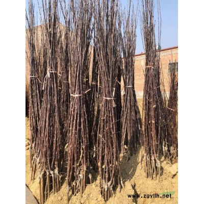 哪里有金葉女貞球，山西金葉女貞球價格，山西特供
