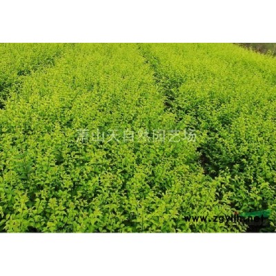 超精品 大葉黃楊球 大球P300-450
