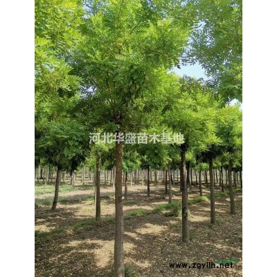 河北大葉黃楊供應(yīng) 大葉黃楊種植基地 大葉黃楊批發(fā)