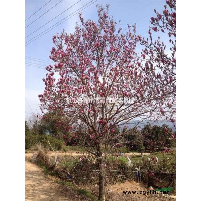 茶花價格/浙江茶花價格