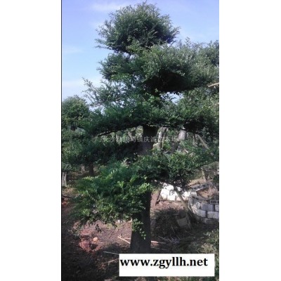 紅葉石楠小杯苗金森女貞小杯苗自家貨源量大價(jià)優(yōu)