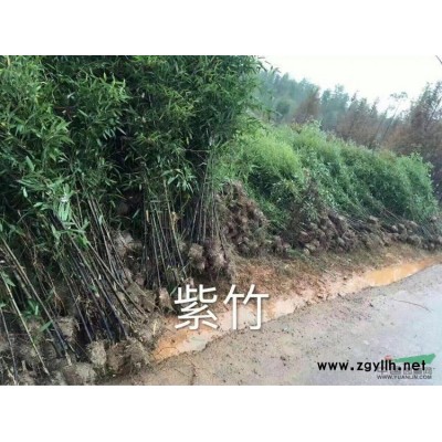 火棘苗，火棘球基地