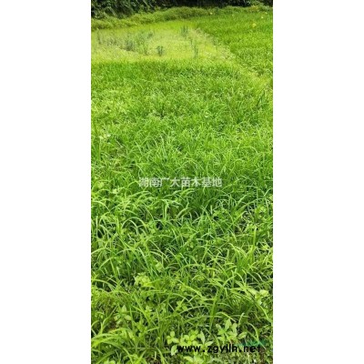 湖南150到180公分的茶花球價格180元  需要采購1.5