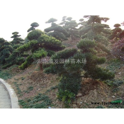 紅葉石楠樹，單桿紅葉石楠