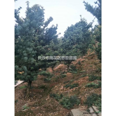 金森女貞球行情報價 歡迎來電咨詢