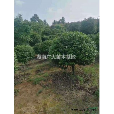 大葉黃楊